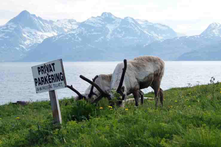 Mitt Nord-Norge. Skulsfjord, Kvaløya, 2. juni 2013. Foto: © Hilde Kat. Eriksen