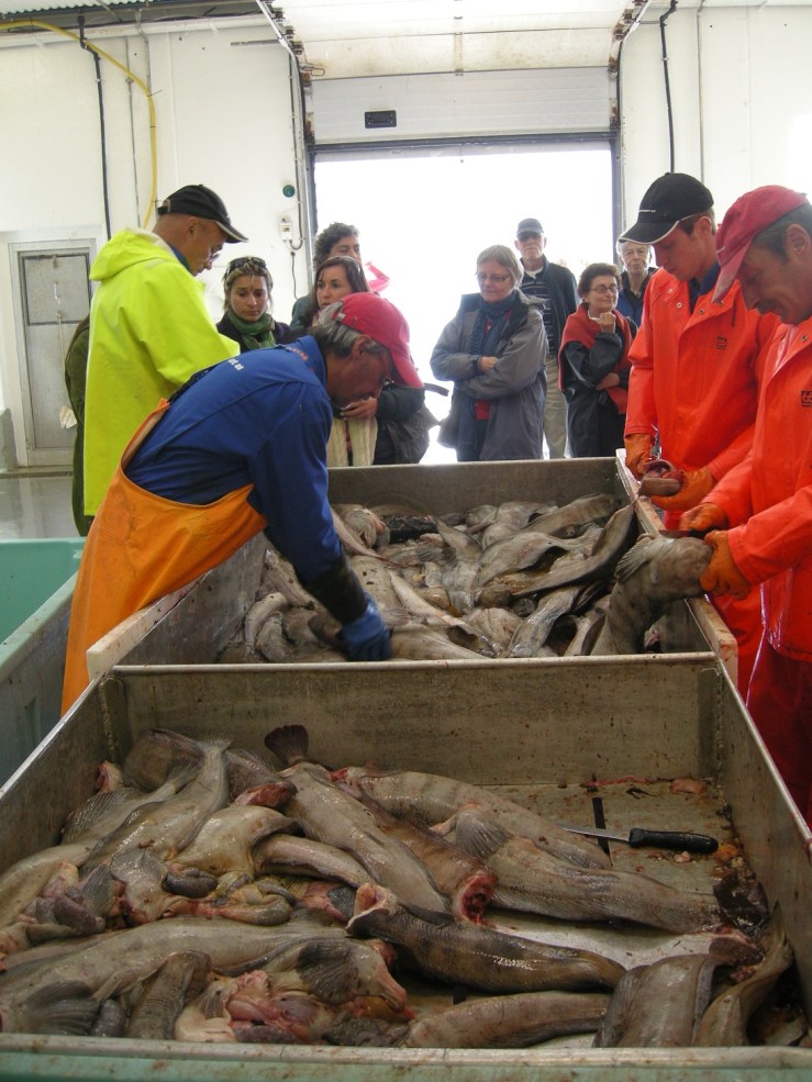 Ei global næring: Utenlandske og norske forskere ser på at brosma fra Norge bearbeides av arbeidere fra utlandet.