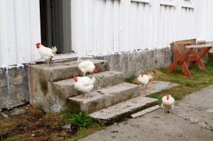 Kunstnarkollektivet på Skomvær held seg med høns. Foto: Hilde Kat. Eriksen