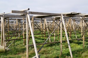Røst i Lofoten. Sommartomme hjellar så langt ein ser i det flate landskapet. Foto: Hilde Kat. Eriksen