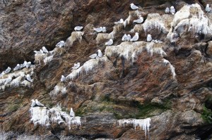 Krykkjeberg. Foto Hilde Kat. Eriksen